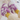AJ Sneaker Sloffen – Dragon